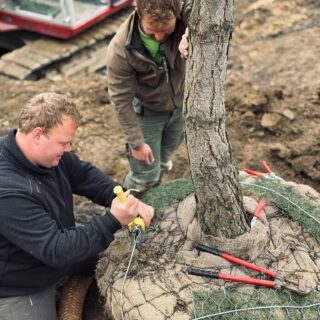 𝐇𝐞𝐫𝐛𝐬𝐭𝐳𝐞𝐢𝐭 = 𝐏𝐟𝐥𝐚𝐧𝐳𝐳𝐞𝐢𝐭

Viele örtliche Vereine machen gerade bei der Baumpflanz-Challenge mit und wir freuen uns sehr darüber, dass so viele Menschen mit Einsatz, Teamgeist und Freude dabei sind. 🌳🤝😎

Jeder gepflanzte Baum ist ein sichtbares Zeichen für Verantwortung, Zusammenhalt und Zukunft und zeigt, wie groß die Wirkung kleiner Taten sein kann. 😍

Wir möchten allen Beteiligten ein dickes Lob aussprechen! 👍👍👍

Wenn ihr mal einen größeren Baum pflanzen wollt (Stammumfang von ca. 18–20 cm, Ballengröße > 50–60 cm), empfiehlt sich anstelle der klassischen Pfahlverankerung eine 𝐔𝐧𝐭𝐞𝐫𝐟𝐥𝐮𝐫𝐯𝐞𝐫𝐚𝐧𝐤𝐞𝐫𝐮𝐧𝐠. Diese wird verwendet, um den Baum unsichtbar unter der Erde zu fixieren. Das sieht nicht nur schöner aus, sondern schützt den Baum auch besser vor mechanischer Beschädigung und Diebstahl.

So funktioniert’s:
1. Im Pflanzloch werden spezielle Bodenanker befestigt. Diese werden seitlich oder diagonal in die Erde getrieben.
2. Von diesen Ankern führen Gurtbänder zur Wurzelballenumwicklung. Sie halten den Baum fest im Boden.
3. Die Bänder umschließen den Wurzelballen fest, ohne ihn zu beschädigen. Dadurch kann sich der Baum bei Wind nicht bewegen oder kippen und neugebildete Haarwurzeln können dadurch nicht abreißen.
4. Das System wird vollständig mit Erde überdeckt – nichts ist mehr sichtbar, der Baum wirkt „freistehend“.

Zusätzlich empfiehlt sich zur Belüftung und Bewässerung des Wurzelraumes eine Vollsickerdrainage (hier mit Kokosummantelung), sowie ein spezielles Pflanzsubstrat, welches mit Startdünger (organisch-mineralisch, schwach dosiert, langsam wirkend) angereichert wird.

Wer heute Bäume pflanzt, schenkt morgen Schatten und Zukunft.

Euer Team von Hilgenhaus Grünbau 🌱

 #Galabau #nachhaltigkeit #arnsberg #grünistunsereleidenschaft #GALANET  #gartenbau  #baumpflanzung