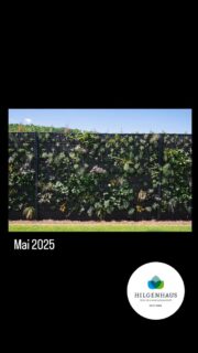 #pflanzengabione #grünistunsereleidenschaft #draussenzuhause #gartenbau #gartenpflege